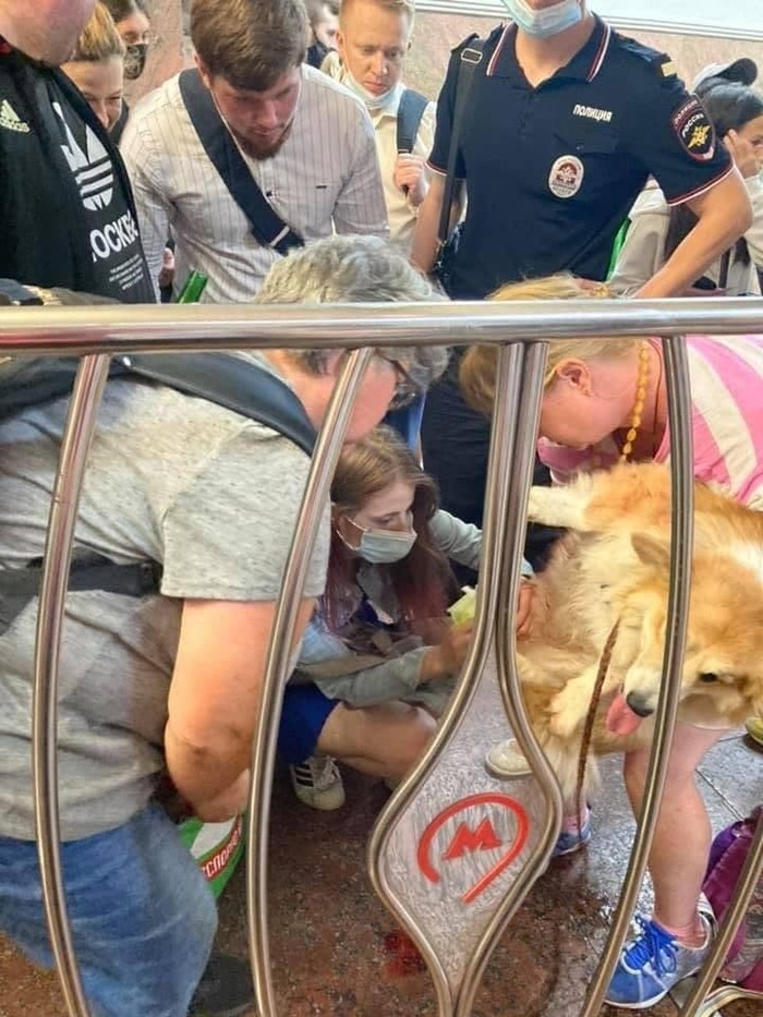 Пёсик неудачно сошел с эскалатора и сильно повредил лапу