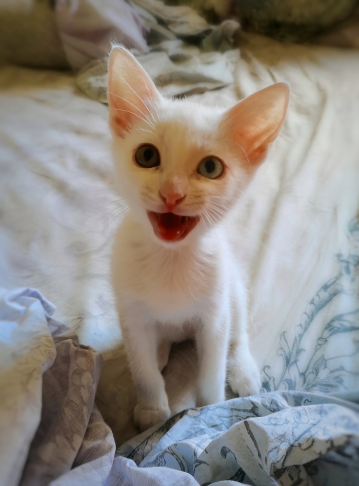 Дай кушать...