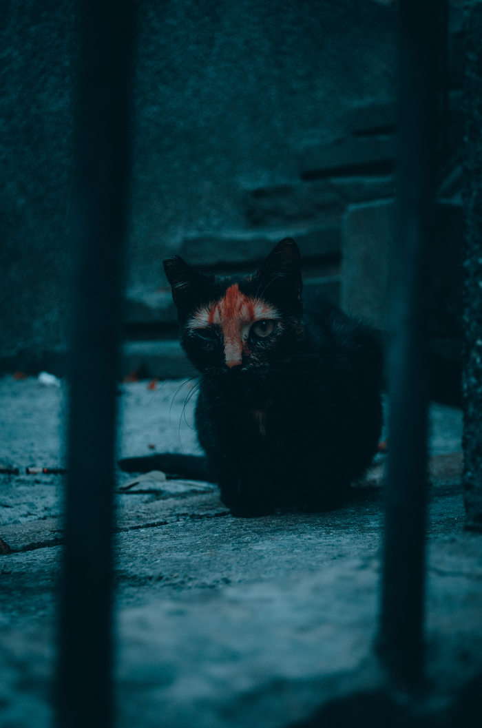 Необычный кот