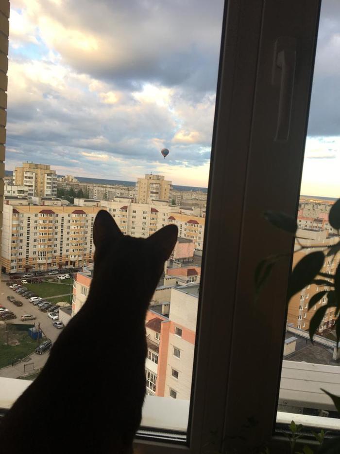 А мне летать охота