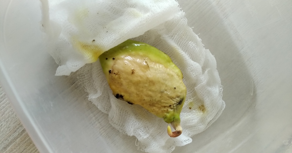 Росток манго из косточки фото