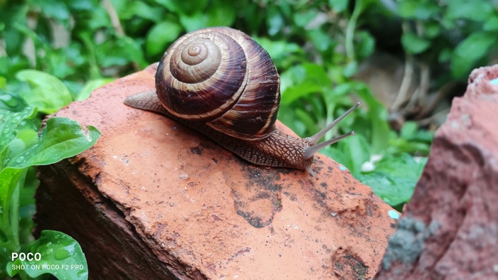 ������ ����