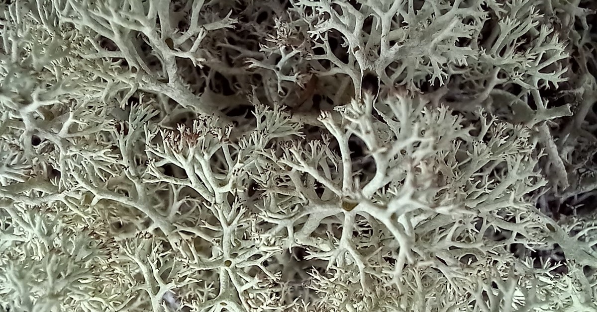 Микроскопом лишайник. Лишайник макро. Макро съёмка лишайнтков. Лишайник под микроскопом. Лишайник похожий на коралл.