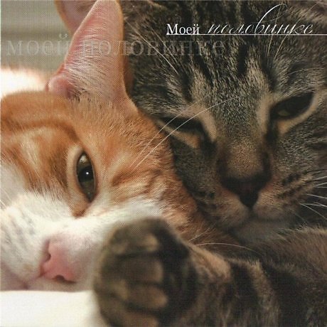 Ах, ты милая Рыжушка