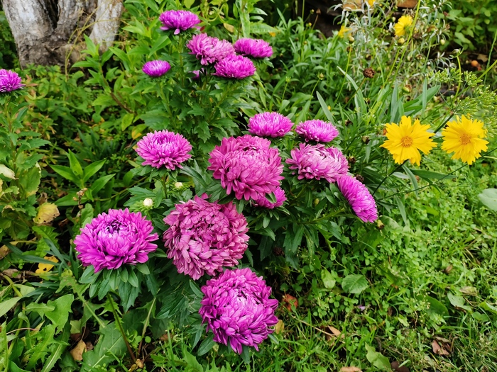 Осень сырая и холодная. А цветы продолжают нас радовать!