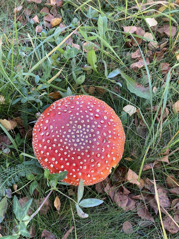 Завораживающая осень Осень, Желтый, Мухомор, Березы, Красота, Осенние листья, Длиннопост