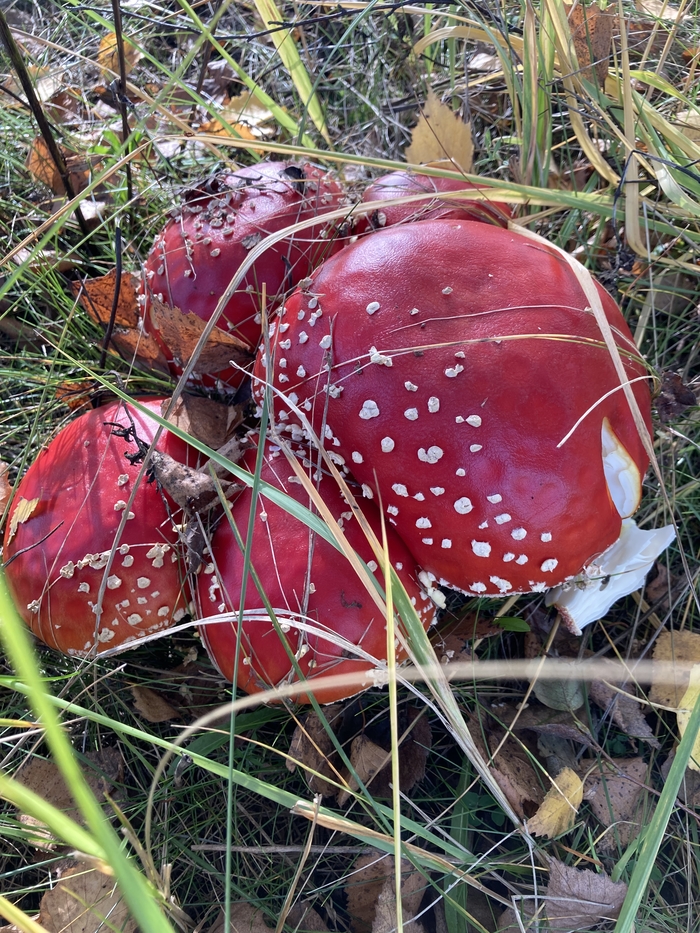 Завораживающая осень Осень, Желтый, Мухомор, Березы, Красота, Осенние листья, Длиннопост