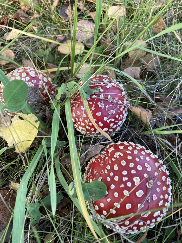 Завораживающая осень Осень, Желтый, Мухомор, Березы, Красота, Осенние листья, Длиннопост