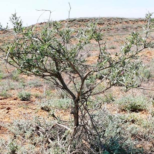 Во всем виноват Тиль?