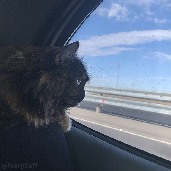 пол это лава коты. Смотреть фото пол это лава коты. Смотреть картинку пол это лава коты. Картинка про пол это лава коты. Фото пол это лава коты