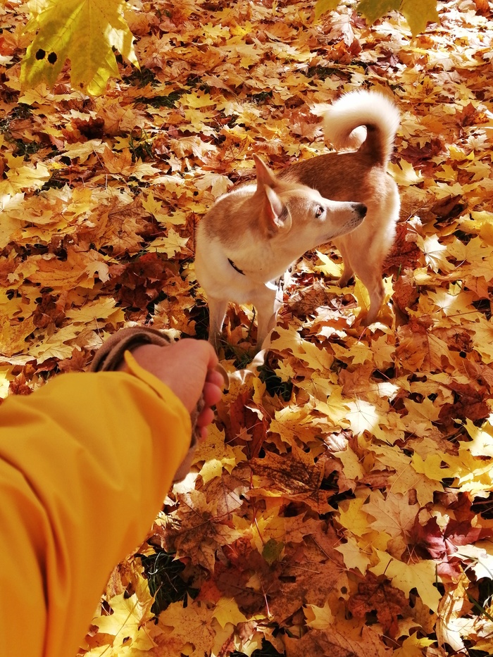 Золотая осень Осень, Собака, Западно-сибирская лайка, Листья, Прогулка, Фотография
