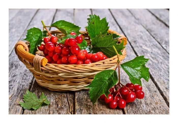 Путин или калина красная