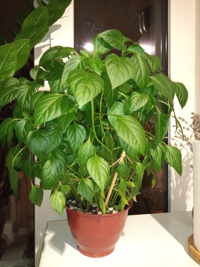 Сумасшедший эксперимент