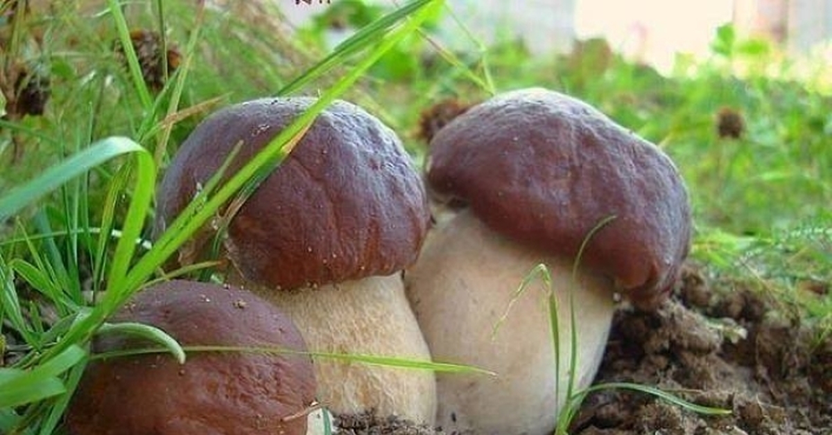 Сон собирать белые грибы в лесу женщине
