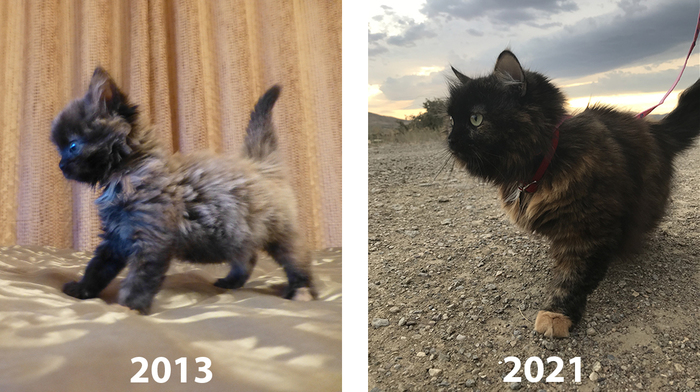 8 лет Было-стало, Кот, Трехцветная кошка, День рождения, Милота, Пушистые, Длиннопост, Домашние животные