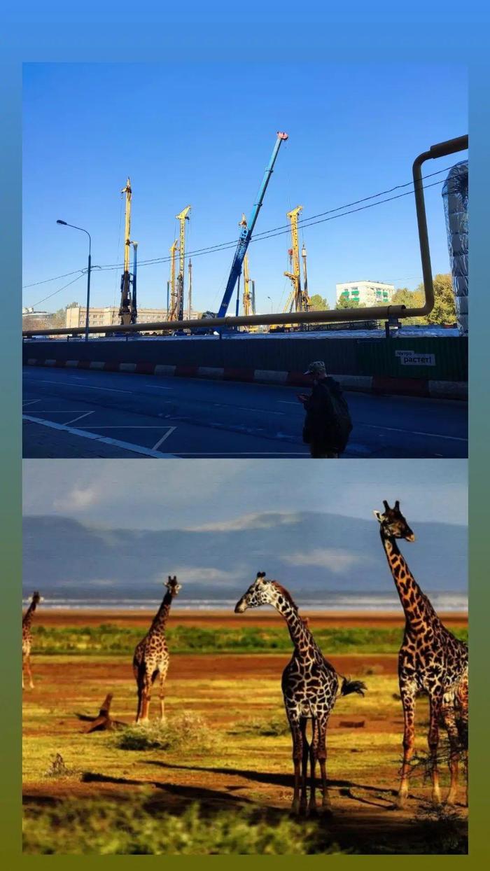 Городские жирафы