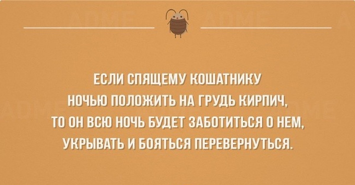 Положите на ночь. Если спящему кошатнику ночью положить. Чего боятся смелые люди. Если с человеком хорошо и спокойно. Цитаты про кошатников.