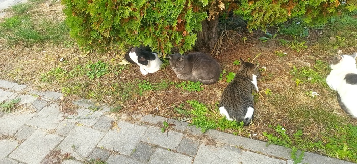 Анапские осенние коты