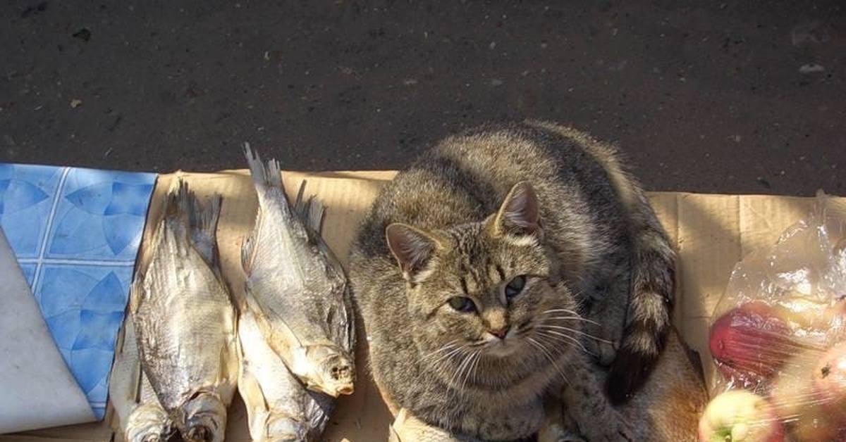 Котам рыбов