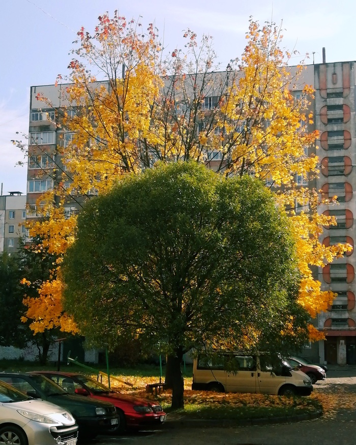 Два сезона Осень, Листья, Фотография, Могилев, Республика Беларусь