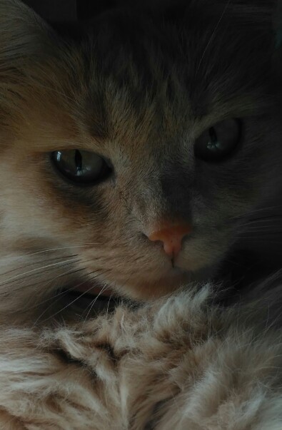 � ��� ����������, �������?!