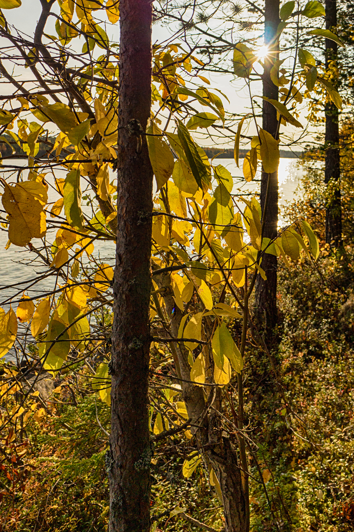 Осеннее утро