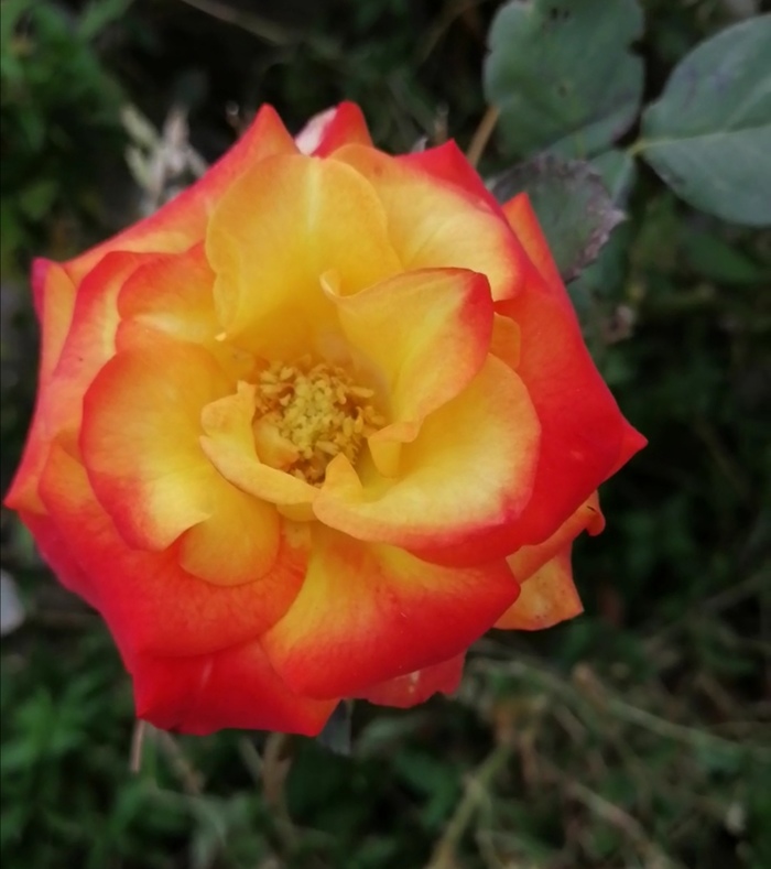 ��� ������� ����