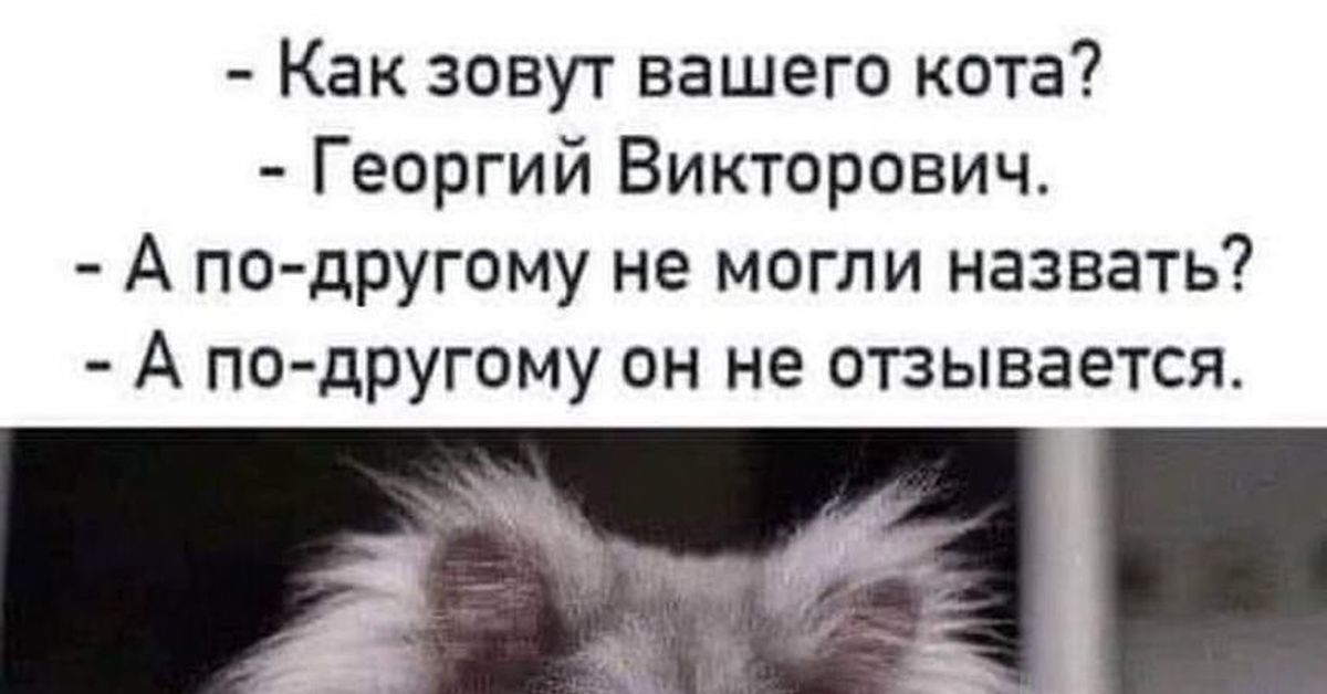 Как зовут вашего кота. Как зовут твоего кота.