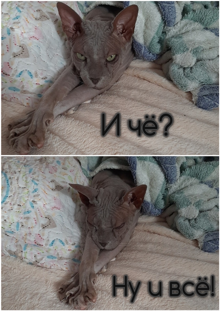 �����������: �����