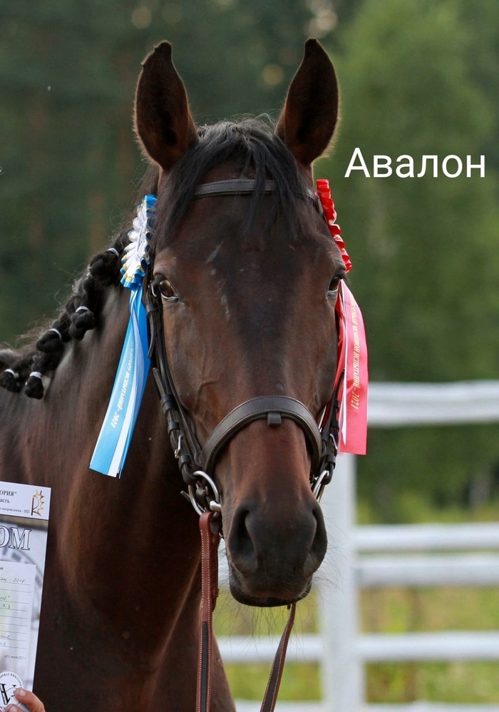 Вобблер у лошадей что это. 1634408338125993025. Вобблер у лошадей что это фото. Вобблер у лошадей что это-1634408338125993025. картинка Вобблер у лошадей что это. картинка 1634408338125993025.