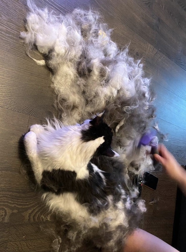 Вот так и растворяются коты