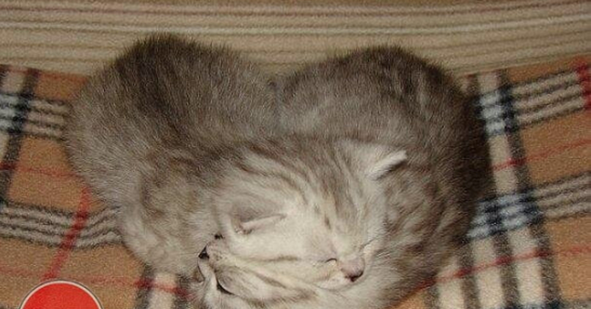Фото котят милых с надписями