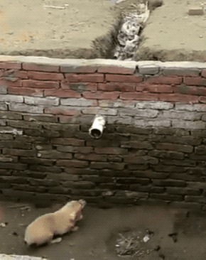      , , , 