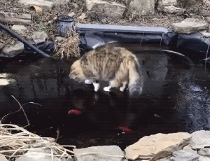 рыба гифка на белом фоне. Смотреть фото рыба гифка на белом фоне. Смотреть картинку рыба гифка на белом фоне. Картинка про рыба гифка на белом фоне. Фото рыба гифка на белом фоне рыба гифка на белом фоне. Смотреть фото рыба гифка на белом фоне. Смотреть картинку рыба гифка на белом фоне. Картинка про рыба гифка на белом фоне. Фото рыба гифка на белом фоне