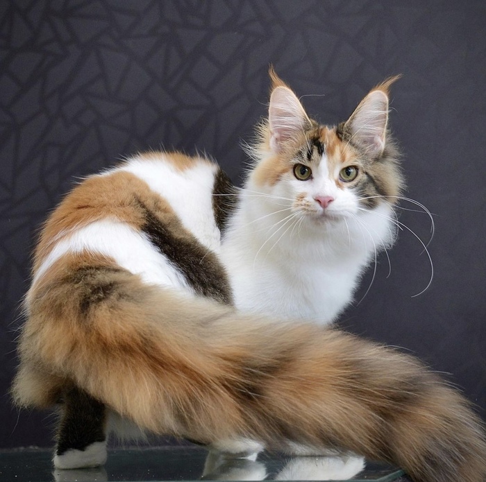 Мейн-кун и Трехцветная кошка: факты о породе, советы по содержанию, фото и  видео — Лучшее | Пикабу