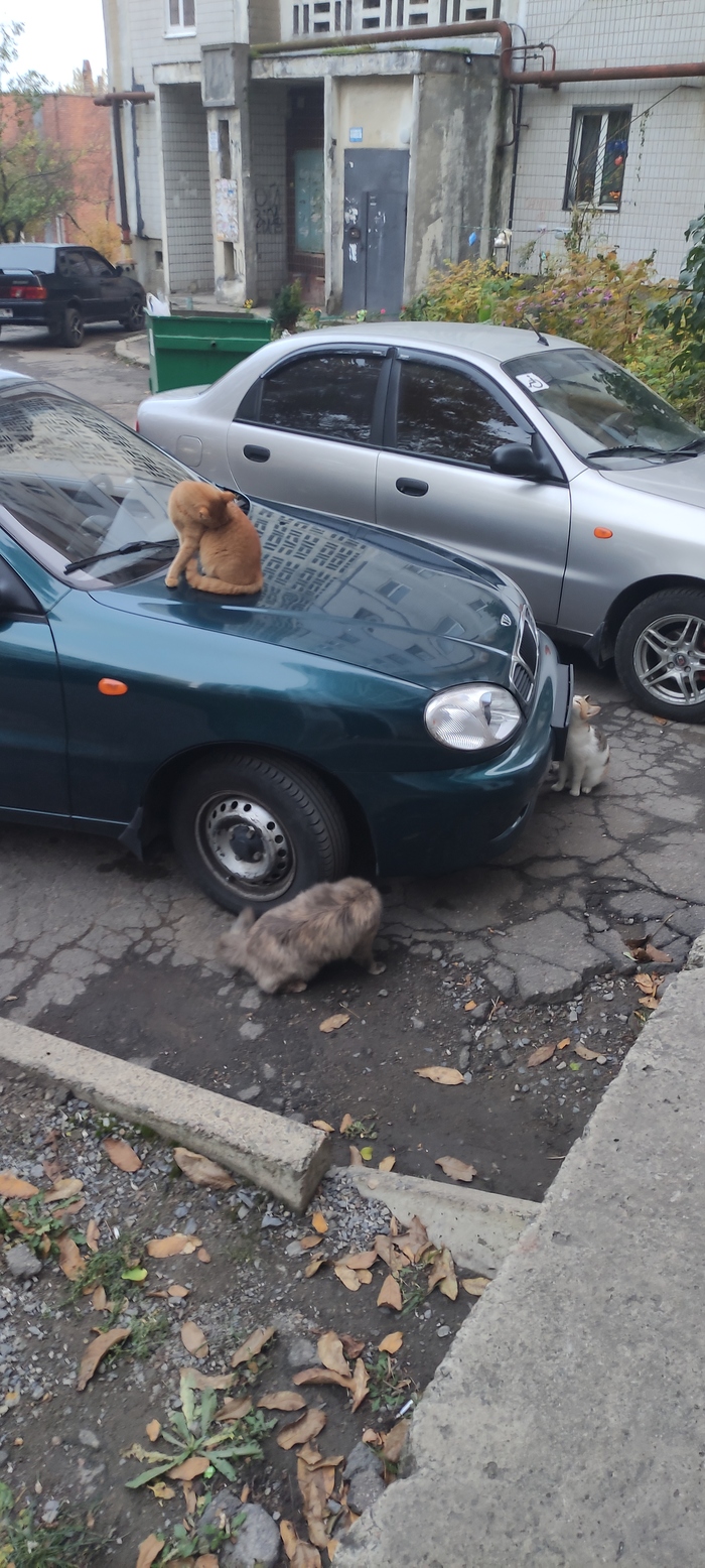 Машины продаете?