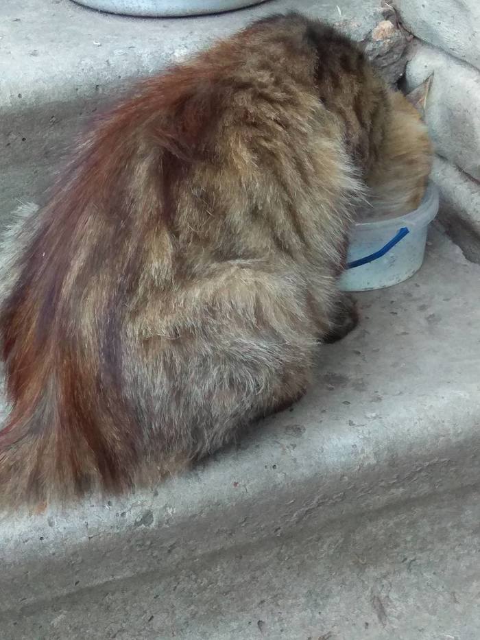 Козье молоко