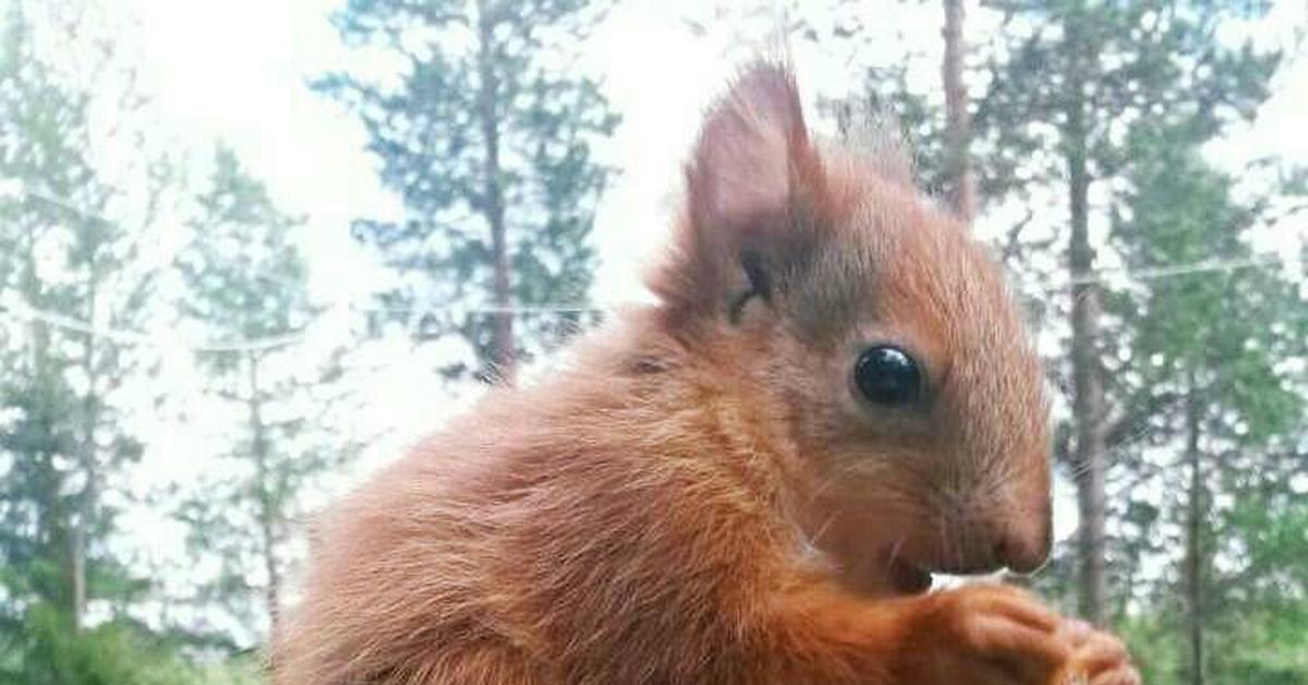 В Мурманске живет белка-путешественница | Пикабу