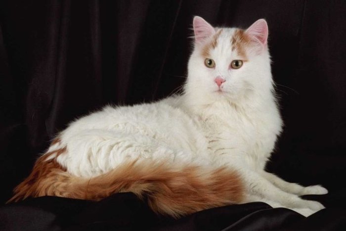 Пушистые бриллианты: 10 самых редких пород кошек в мире Кот, Породы кошек, Длиннопост, Красота природы, Милота