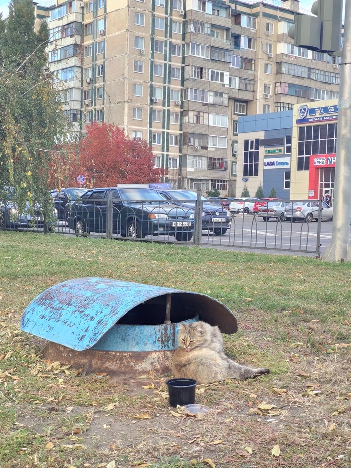 Кот-обормот