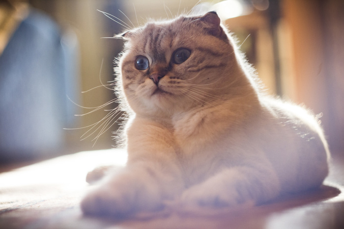 �������� ���������