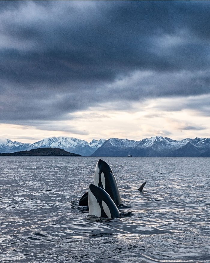 �������, ��� �������