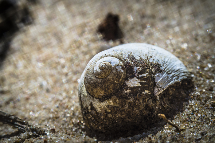 Речные дары