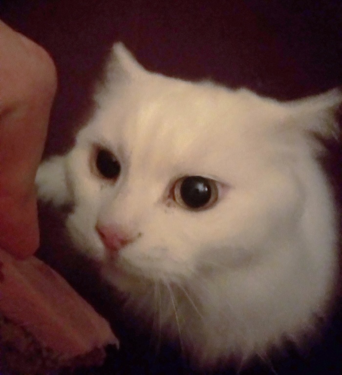 Конь бледный...