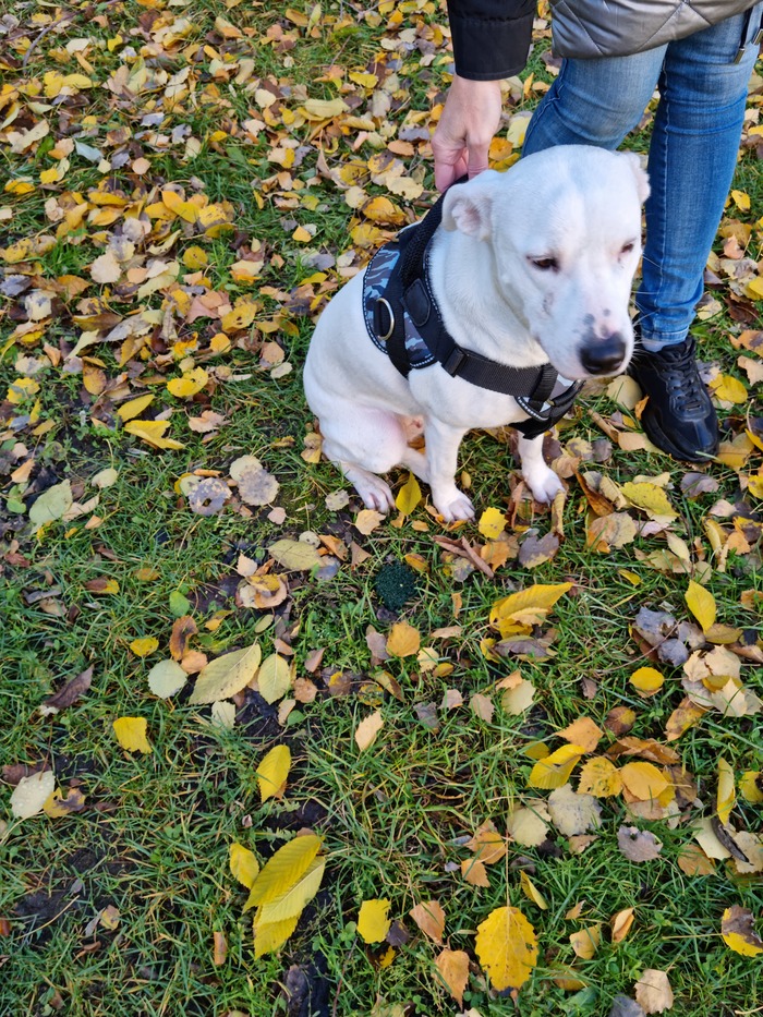 1634709833195758389 без собаки жизнь скучна