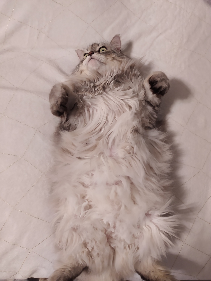 ������ ����� ��������