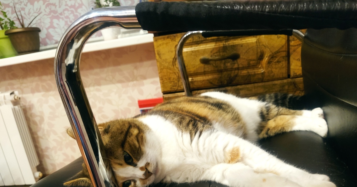 Включи котики устали громкость. Кот пятница устал. Кот занял кресло хозяина. Картинка уставший котик с кружкой.