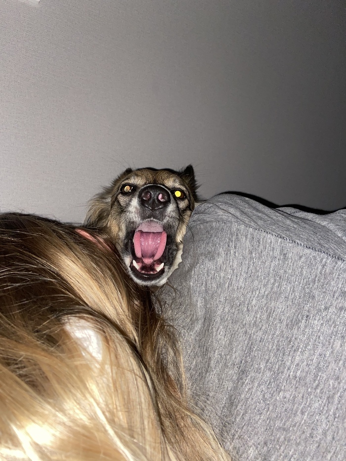 Собака-зевака умеет позировать