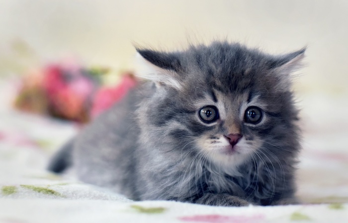 какую музыку любят коты. Смотреть фото какую музыку любят коты. Смотреть картинку какую музыку любят коты. Картинка про какую музыку любят коты. Фото какую музыку любят коты