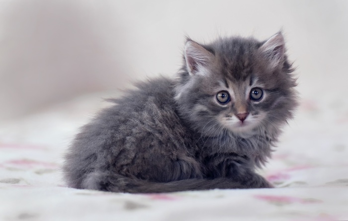 какую музыку любят коты. Смотреть фото какую музыку любят коты. Смотреть картинку какую музыку любят коты. Картинка про какую музыку любят коты. Фото какую музыку любят коты